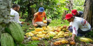 Nuevo régimen agrario debe preservar empleos y ayudar a la recuperación del país
