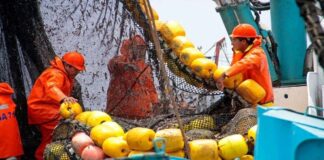 Desembarque pesquero alcanzó 812.8 mil toneladas en noviembre de 2020