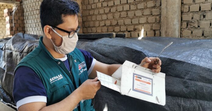 senasa-intensifica-acciones-monitoreo-prospeccion-deteccion-temprana-polilla-papa