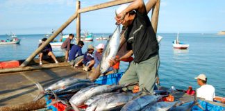 Fondepes: Destinan S/ 3 millones para financiar créditos a los pescadores artesanales