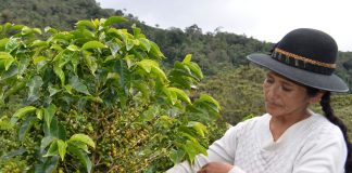 Cafetaleros puneños cosechan seis medallas en concurso en París
