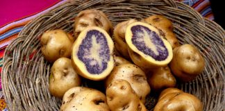 Qali Warma incorpora papas nativas a los desayunos escolares