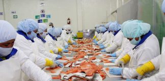 Adex: Exportaciones de trucha incrementaron 18.6% entre enero y septiembre