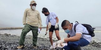Jóvenes veterinarios y biólogos apoyan en rescate de especies afectadas por derrame de petróleo