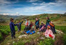 Agricultura diversificada y ecológica reduce desnutrición en La Libertad y otras regiones de la sierra peruana