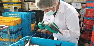 SANIPES verifica la inocuidad del pescado en Pucusana, Callao y Ancón