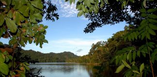 Comunidades indígenas contribuyen a conservar 1.5 millones de hectáreas de bosques