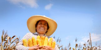 Perú tiene mercados alternativos para abastecerse de trigo y maíz