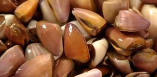 Produce invierte S/ 2 millones para impulsar el mercado del molusco palabritas en el norte