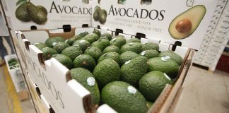 Exportaciones agrarias incrementaron 14% en enero con ventas por US$ 745 millones