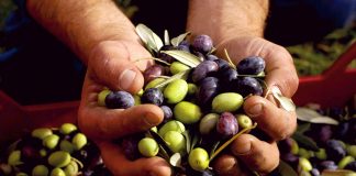 Exportación peruana de aceitunas sumaron 3.3 millones de dólares en enero 2022