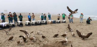 Serfor: Liberan a segundo grupo de 27 aves marinas recuperada del derrame de petróleo