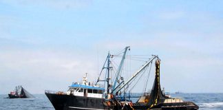 Imarpe ejecutará pesca exploratoria de anchoveta en determinada zona marina