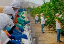 Agroindustria generaría más de S/ 3,800 millones en sueldos en La Libertad