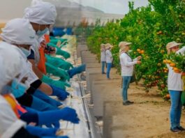 Agroindustria generaría más de S/ 3,800 millones en sueldos en La Libertad