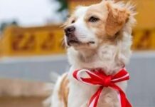 El Congreso declara al perro pastor Chiribaya como patrimonio cultural de la nación