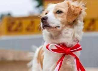 El Congreso declara al perro pastor Chiribaya como patrimonio cultural de la nación